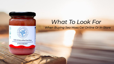 What To Look For When Buying Sea Moss Gel Online Or In-Store